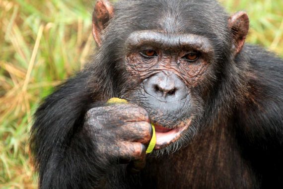 chimpanzee-uganda-BG5RSJV.jpg