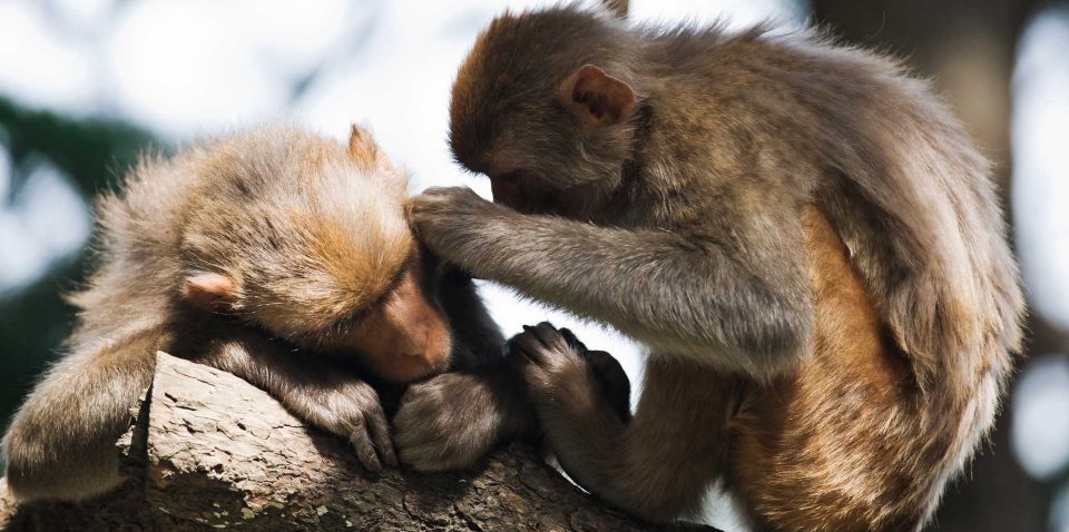 macaque-P2SPZG2-1.jpg macaque-P2SPZG2-1.jpg