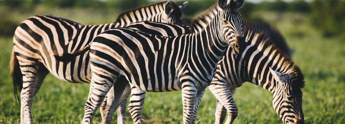 three-common-zebras-foraging-on-savanna-Z45GP7M.jpg